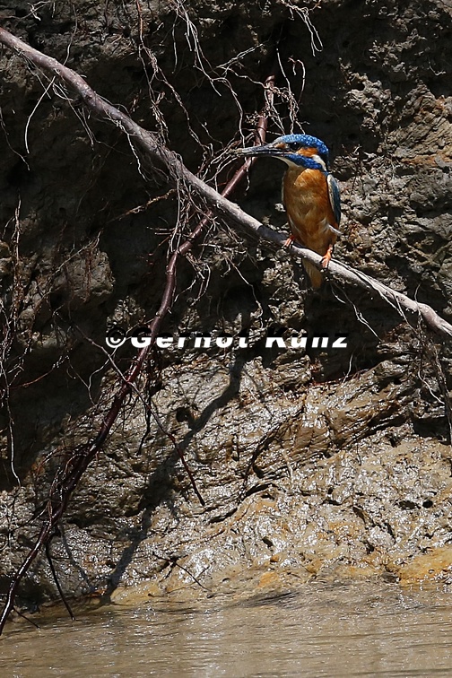 Alcedo atthis  Eisvogel 4 2