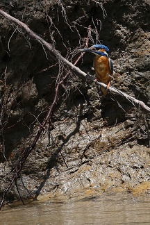 Alcedo atthis  Eisvogel 4 2