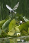 Chlidonias hybrida  Whiskered Tern  Wei  bart-Seeschwalbe 1 3