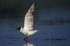 Chroicocephalus ridibundus  Black-headed Gull  Lachm  we 8 3