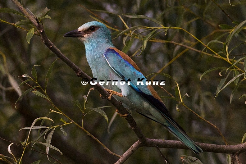 Coracias_garrulus__European_Roller__Blauracke_1_2.jpg
