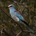 Coracias garrulus  European Roller  Blauracke 1 2