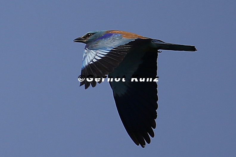 Coracias_garrulus__European_Roller__Blauracke_4_2.jpg