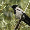 Corvus cornix  Northern Hooded Crow  Nebelkr  he 4 2
