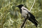 Corvus cornix  Northern Hooded Crow  Nebelkr  he 4 2