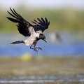 Corvus corone cornix  Nebelkr  he 10 2