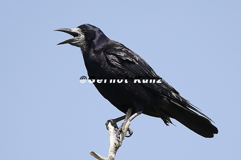 Corvus_frugilegus__Rook__Saatkr__he_1_2.jpg