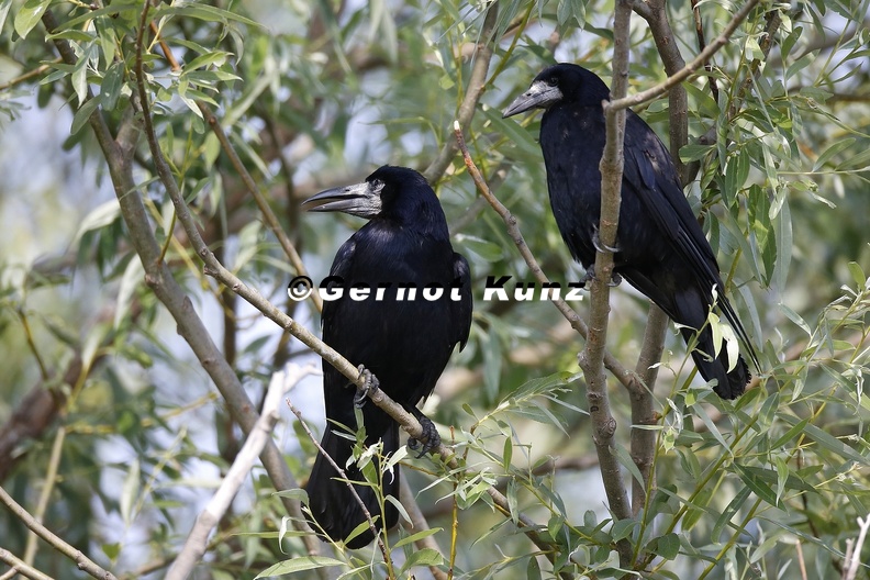 Corvus_frugilegus__Saatkr__he_1_2.jpg