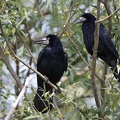 Corvus frugilegus  Saatkr  he 1 2