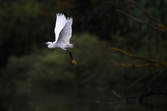 Egretta garzetta  Little Egret  Seidenreiher 2 2