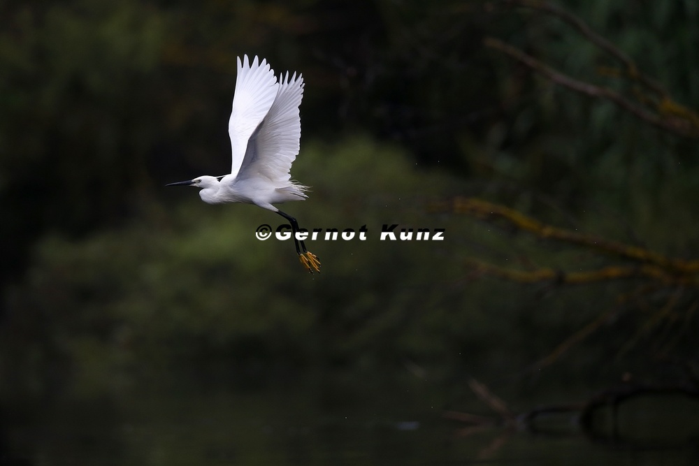Egretta garzetta  Little Egret  Seidenreiher 2 2