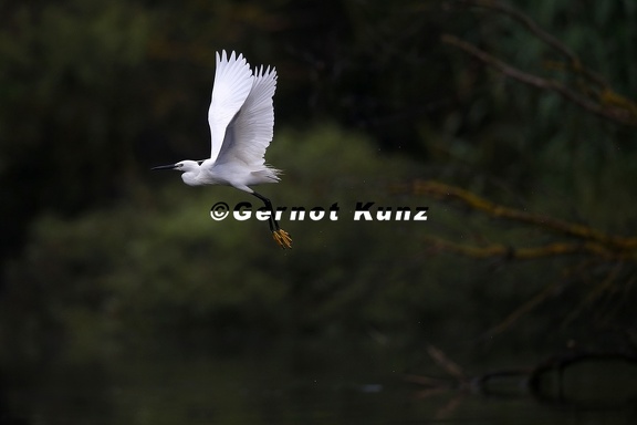 Egretta garzetta  Little Egret  Seidenreiher 2 2