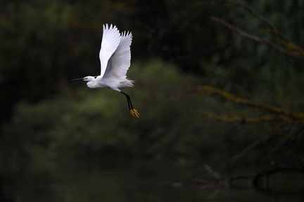 Egretta garzetta  Little Egret  Seidenreiher 2 2