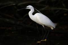 Egretta garzetta  Little Egret  Seidenreiher 5 2