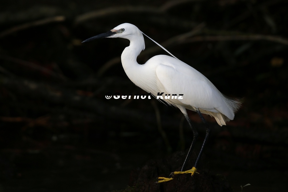 Egretta garzetta  Little Egret  Seidenreiher 5 2