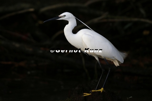 Egretta garzetta  Little Egret  Seidenreiher 5 2