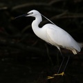 Egretta garzetta  Little Egret  Seidenreiher 5 2