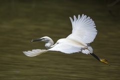 Egretta garzetta  Seidenreiher 3 2