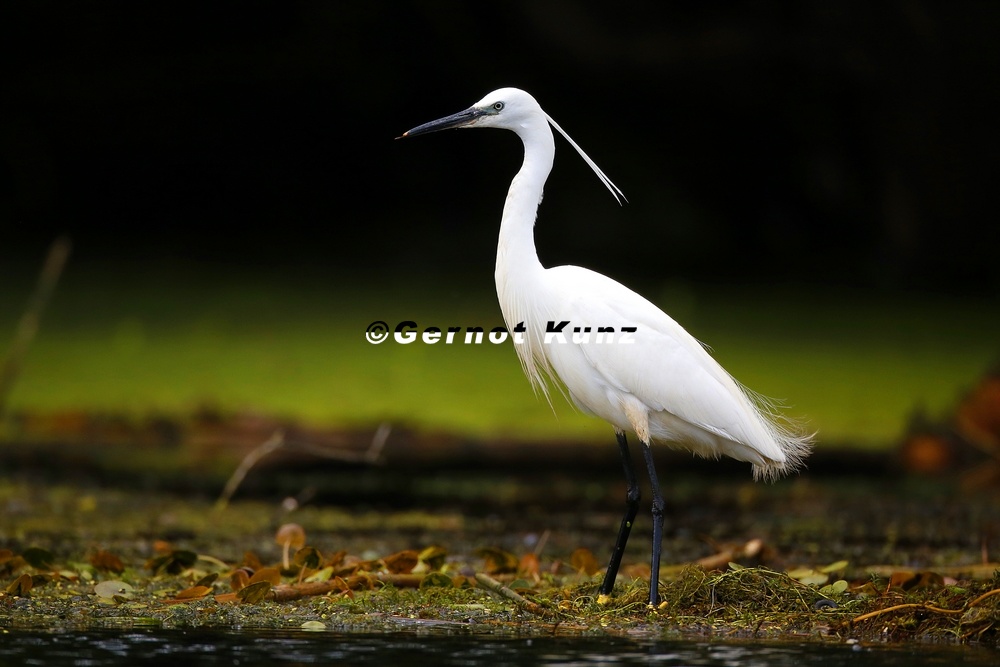 Egretta garzetta  Seidenreiher 8 2
