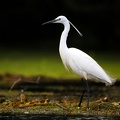 Egretta garzetta  Seidenreiher 8 2