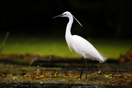 Egretta garzetta  Seidenreiher 8 2