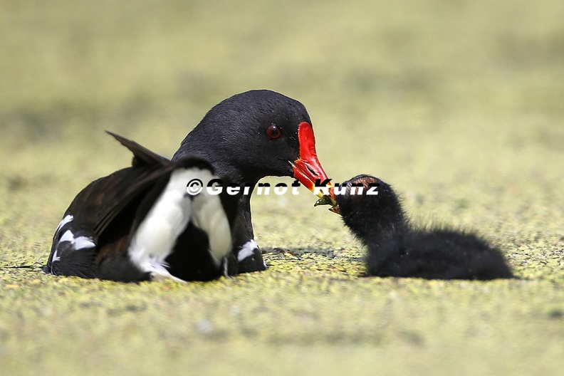 Gallinula_chloropus__Teichralle__Teichhuhn_Juv__1_2.jpg