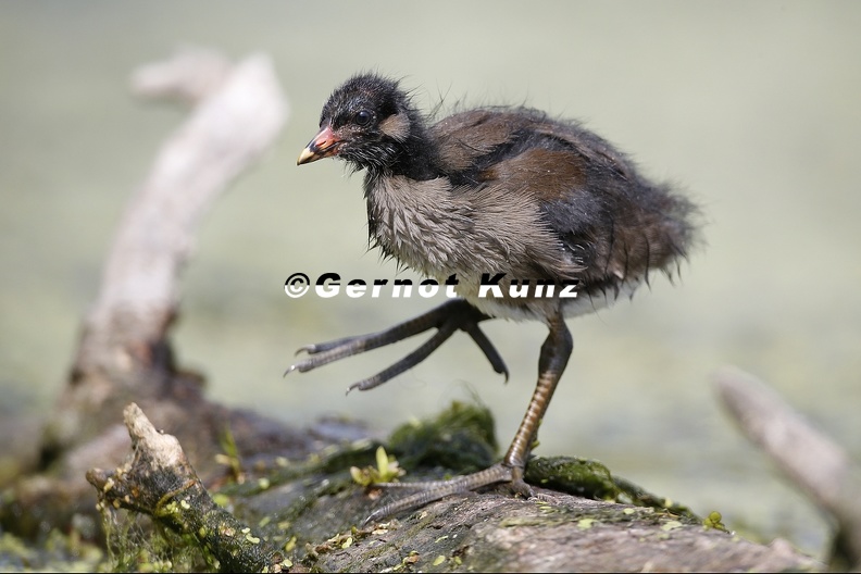 Gallinula_chloropus__Teichralle__Teichhuhn_Juv__2_2.jpg