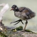Gallinula chloropus  Teichralle  Teichhuhn Juv  2 2