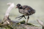 Gallinula chloropus  Teichralle  Teichhuhn Juv  2 2