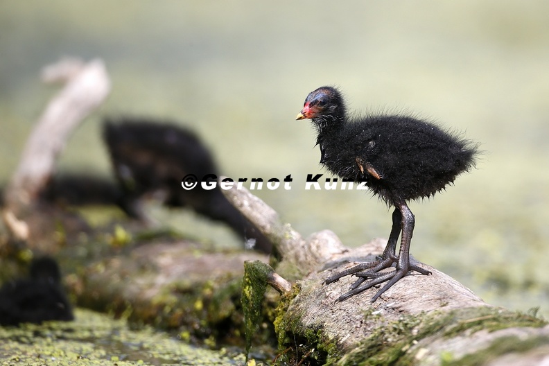 Gallinula_chloropus__Teichralle__Teichhuhn_Juv__5_2.jpg