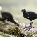 Gallinula chloropus  Teichralle  Teichhuhn Juv  5 2