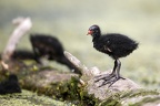Gallinula chloropus  Teichralle  Teichhuhn Juv  5 2
