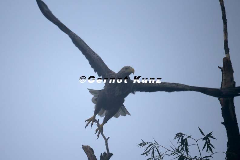 Haliaeetus_albicilla__White-tailed_Eagle__Seeadler_1_2.jpg