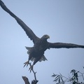 Haliaeetus albicilla  White-tailed Eagle  Seeadler 1 2