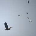 Haliaeetus albicilla  White-tailed Eagle  Seeadler 2 1