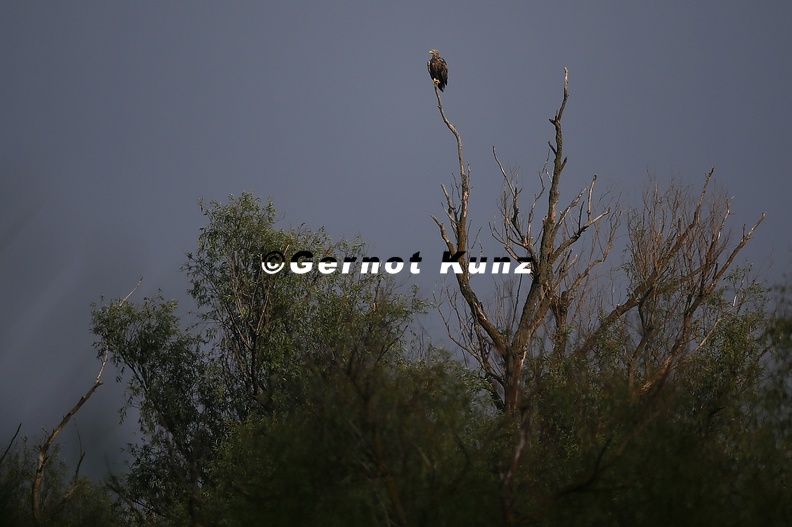 Haliaeetus_albicilla__White-tailed_Eagle__Seeadler_3_2.jpg