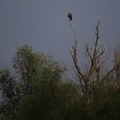 Haliaeetus albicilla  White-tailed Eagle  Seeadler 3 2
