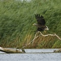 Haliaeetus albicilla  White-tailed Eagle  Seeadler 4 2
