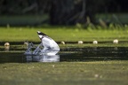 Larus beim Fischen 7 2