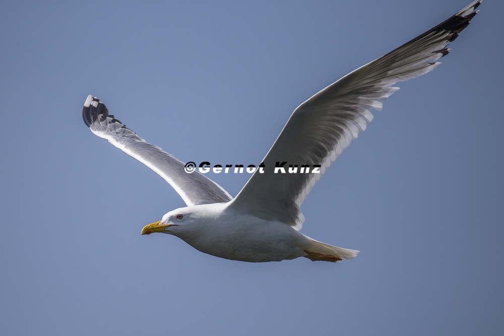 Larus michahellis  Yellow-legged Gull  Mittelmeerm  we 1 2