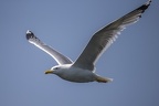 Larus michahellis  Yellow-legged Gull  Mittelmeerm  we 1 2