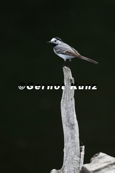 Motacilla_alba__White_Wagtail__Bachstelze_7_2.jpg