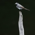 Motacilla alba  White Wagtail  Bachstelze 7 2