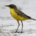 Motacilla flava feldegg  Maskenschafstelze 1 2