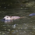 Myocastor coypus  Nutria 2 2