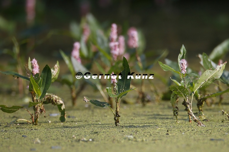Persicaria amphibia  Wasser-Kn  terich 8 2