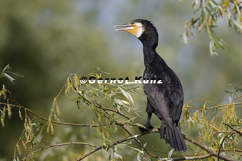 Phalacrocorax_carbo__Great_Cormorant__Kormoran_1_2.jpg