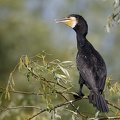 Phalacrocorax carbo  Great Cormorant  Kormoran 1 2