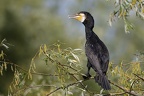 Phalacrocorax carbo  Great Cormorant  Kormoran 1 2