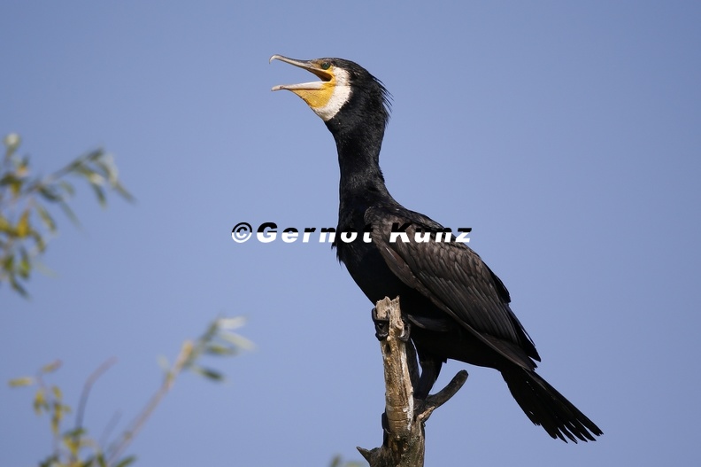 Phalacrocorax_carbo__Great_Cormorant__Kormoran_2_1.jpg